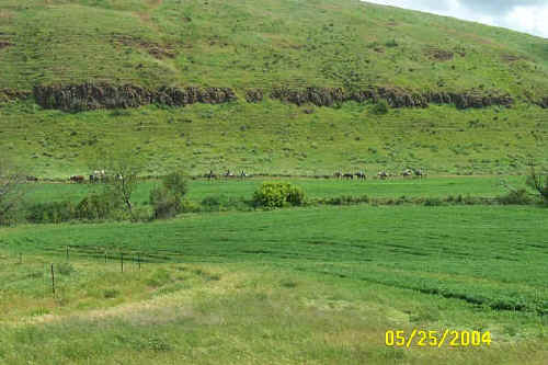 Lewis & Clark Trail Ride coming into Pomeroy Washington